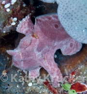 -032Wakatobi-kk-52
