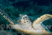 -033Wakatobi-kk-57