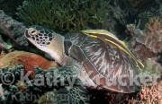 -034Wakatobi-kk-55