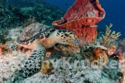 -036Cozumel_2008_KK_019