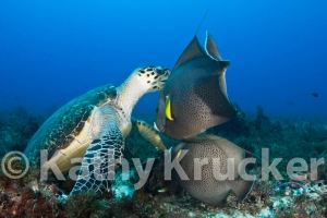 -001Cozumel_2008_KK_034