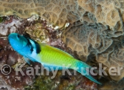 -001T&C_2009-073
