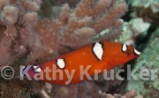 Wrasse