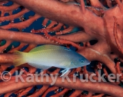 Twotone wrasse - Halichoeres prosopeion