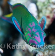 Blue wrasse - Thalassoma lunare