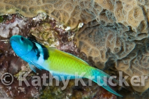 -001T&C_2009-073