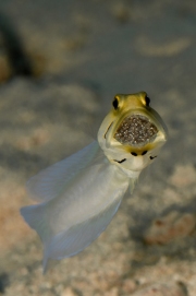 Yellowhead Jawfish with Eggs