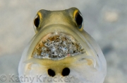Yellowhead Jawfish with Eggs