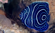 Anilao_juvenile Emperor angelfish