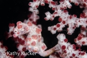 Anilao_pygmy seahorse