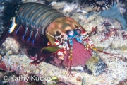 Anilao_Photo KK-003