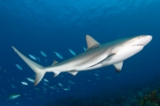 Caribbean Reef Shark