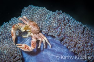 Porcelain Crab in Anemone